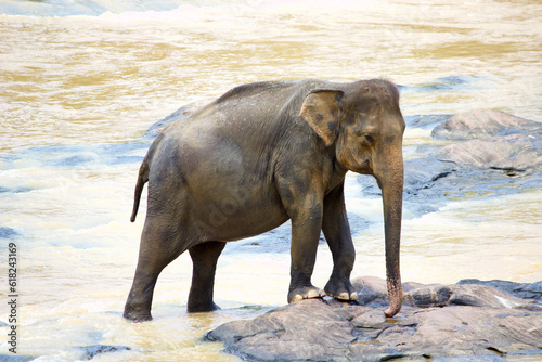 Sri Lankan Elephants 