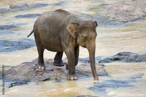 Sri Lankan Elephants 