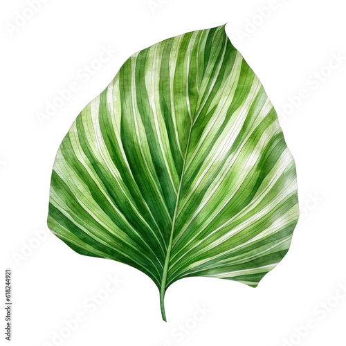 green leaf watercolor isolated on transparent background cutout