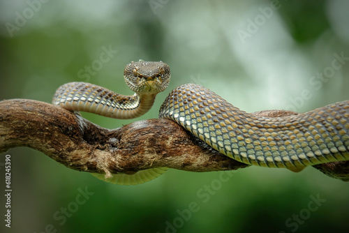 snake in the branch