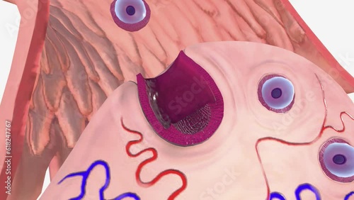 Ovulation is a phase of the female menstrual cycle that involves the release of an egg (ovum) from one of the ovaries.