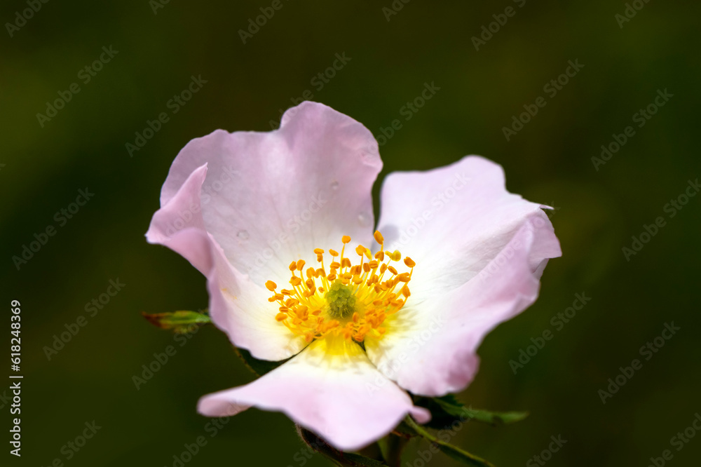 Close up beautiful Macro shot of field flowers Close up beautiful Macro shot of field flowers