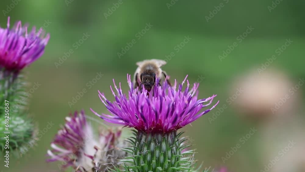 Slow Motion / Bee on a thistle / Bee collecting nectar Slow Motion / Bee on a thistle / Bee collecting nectar
