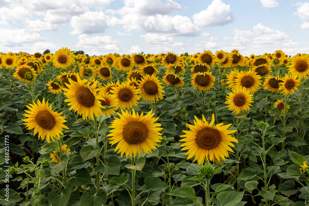 sunflower field in the summer sunflower field in the summer