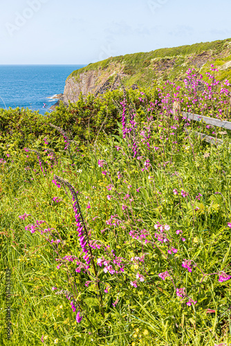 Wild flowers on the cliffs beside the Pembrokeshire Coast Path National Trail at Trefin (Trevine) in the Pembrokeshire Coast National Park, Wales UK photo