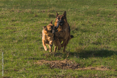 Long-haired German shepherd dogs playing on the green grass in the forest