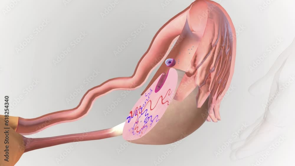 Ovulation is a phase in the menstrual cycle where your ovary releases an egg (ovum). It happens around day 14 of a 28-day menstrual cycle.