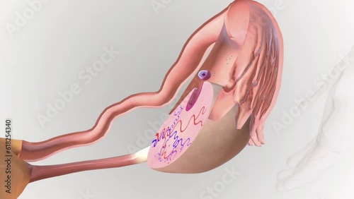 Ovulation is a phase in the menstrual cycle where your ovary releases an egg (ovum). It happens around day 14 of a 28-day menstrual cycle. photo