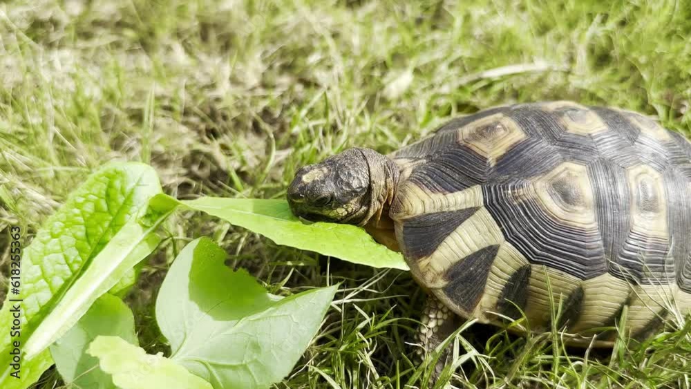 Close-up of a South African Angulate Tortoise eating leaves on a grass lawn in Cape Town