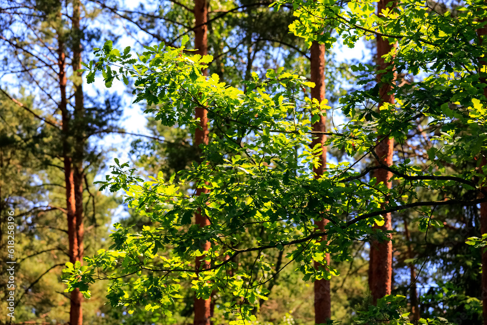 Leaves on oak twigs Leaves on oak twigs