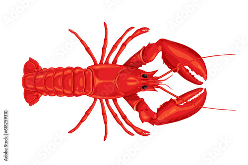 lobster isolated on white background photo