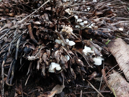 Empty fruit bunches of oil palm overgrown with mushrooms photo