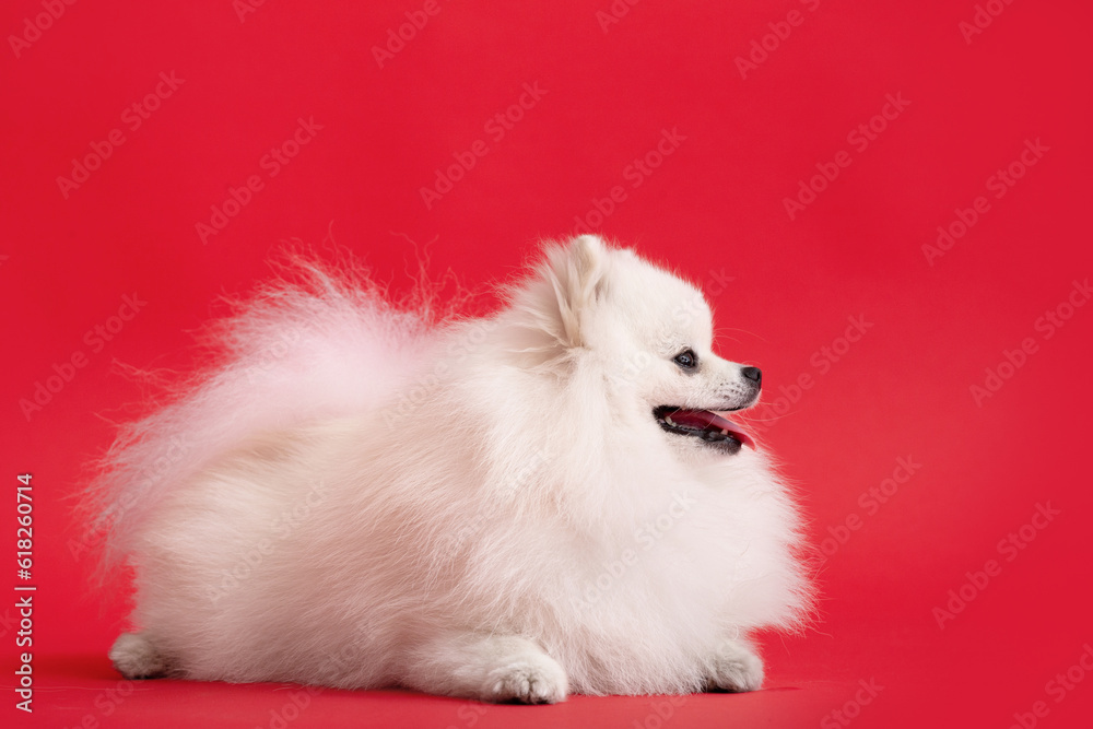 Dog breed pomeranian spitz funny lies on a red background