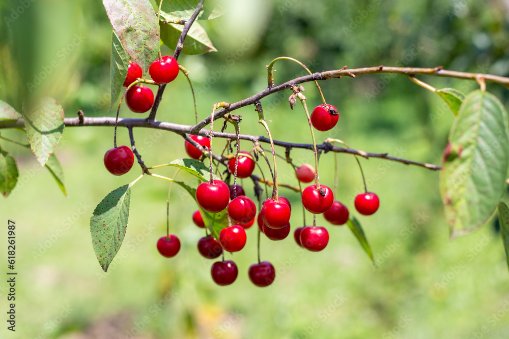 cherry berries grow on a branch in the garden in summer. Growing berries and fruits