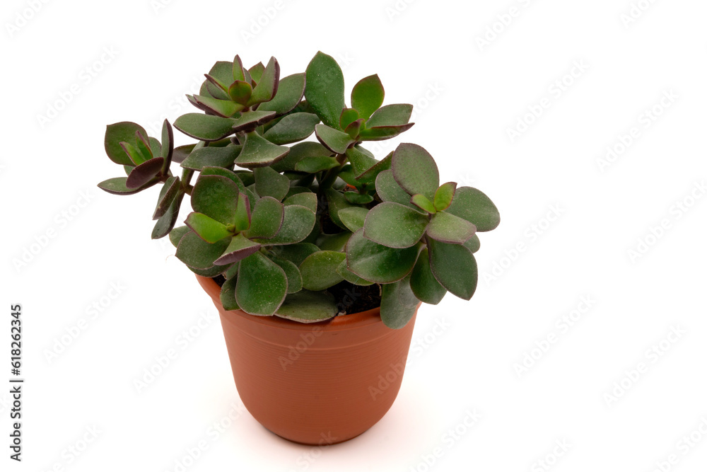 House plant Money Tree or Jade plant (Crassula ovata) in plastic flowerpot. Isolated on white background with copy space. House plant Money Tree or Jade plant (Crassula ovata) in plastic flowerpot. Isolated on white background with copy space.