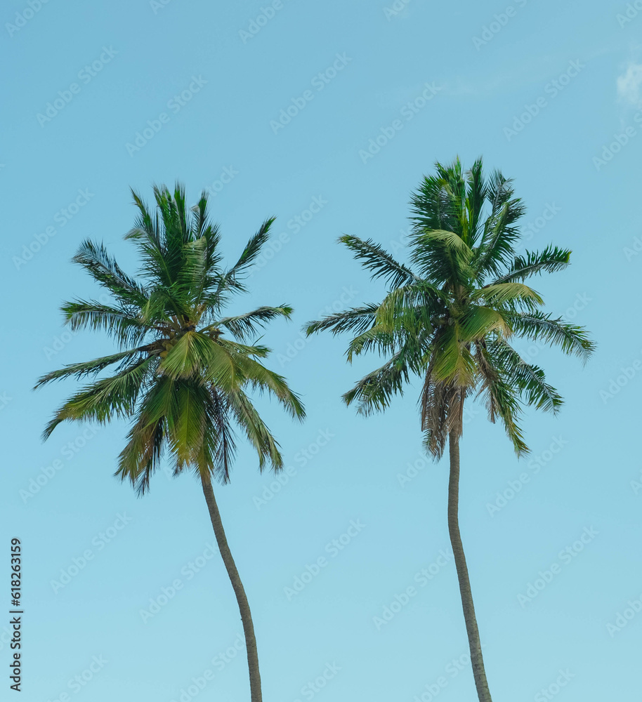 Palm Trees in Sri Lanka Palm Trees in Sri Lanka