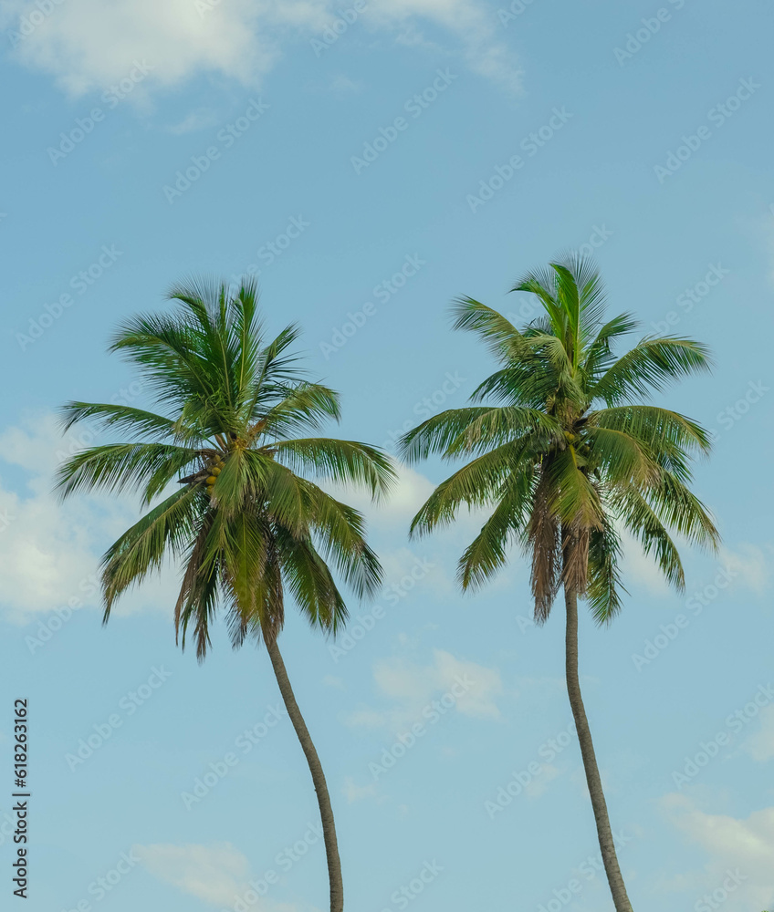 Palm Trees in Sri Lanka Palm Trees in Sri Lanka