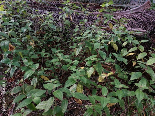 Harendong Bulu or Clidemia capitellata leaves, mostly find at oil palm plantation photo