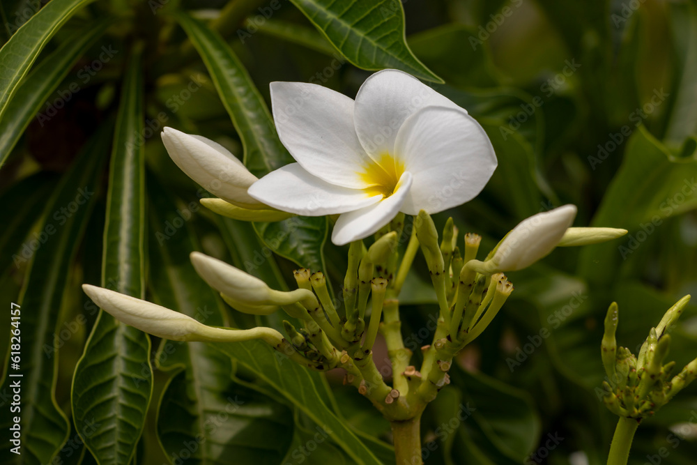 White Colour flower is similar to the frangipani flower