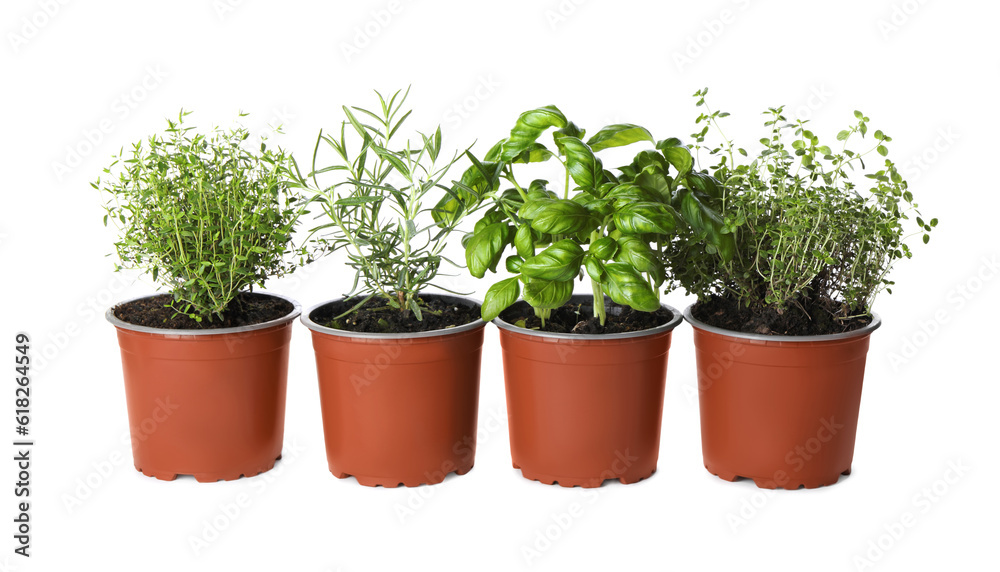 Different aromatic potted herbs on white background