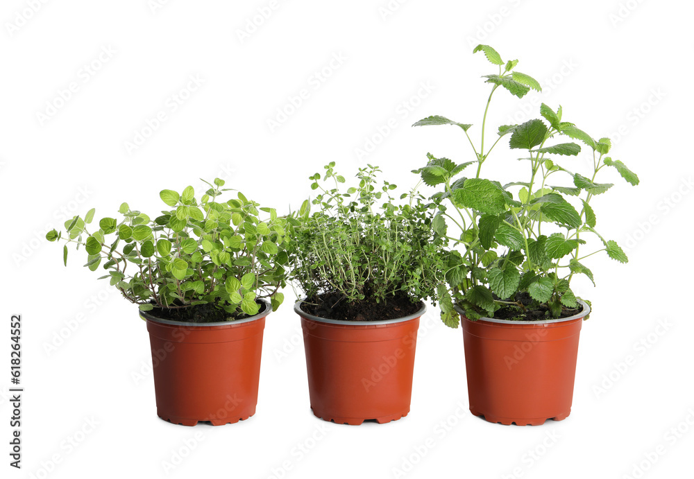 Different aromatic potted herbs on white background Different aromatic potted herbs on white background