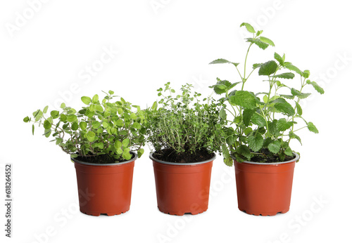 Different aromatic potted herbs on white background