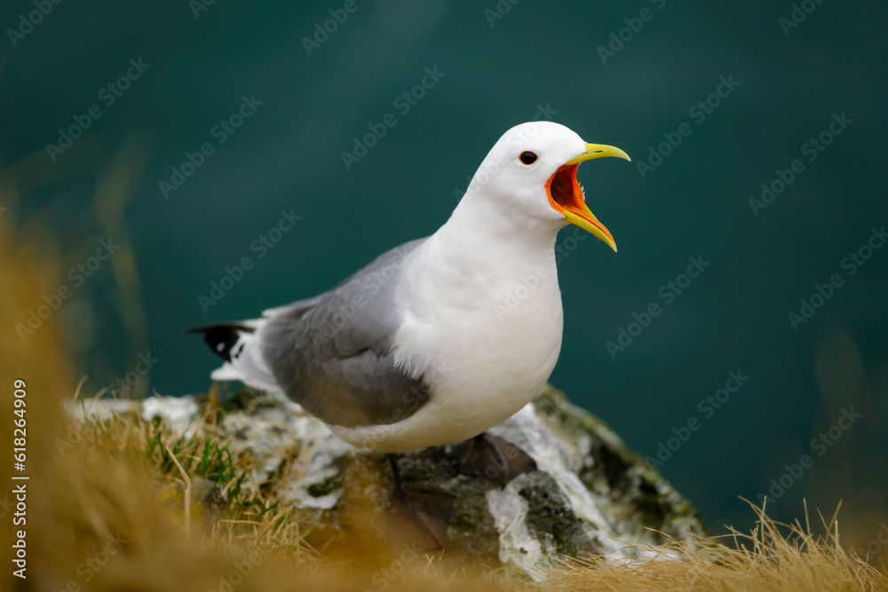 screaming seagull on a cliff above the sea screaming seagull on a cliff above the sea