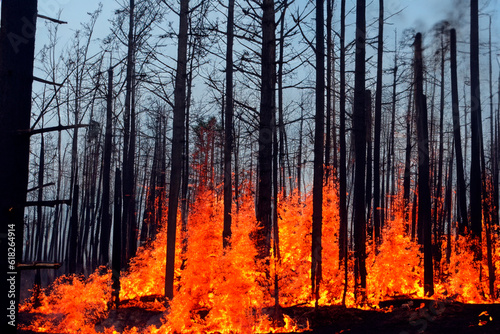 Wildfire. Forest fire. Forest fire in progress. Fire. Large flames. Lahaina. Maui. Hawaii. Greece. Canada. Hawai. Corona Forestal. Natural Park. Tenerife. Canary island. Teide. Candelaria. Acentejo.