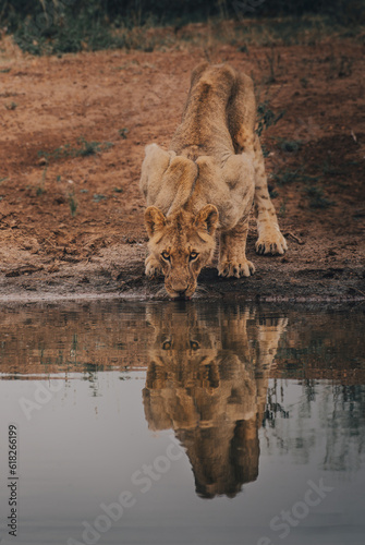 Photography young male lion sipping water