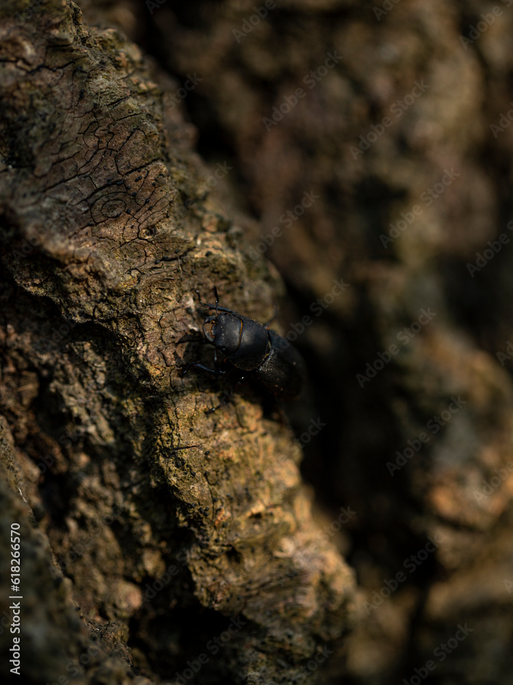 ant on the stone ant on the stone