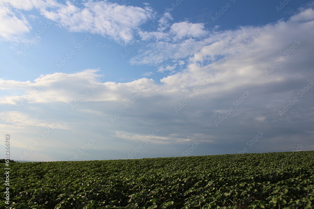 A field of green plants under a blue sky