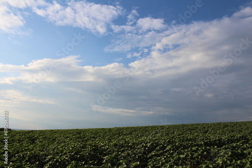 A field of green plants under a blue sky