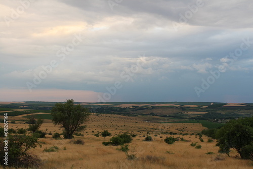 A landscape with a tree and bushes