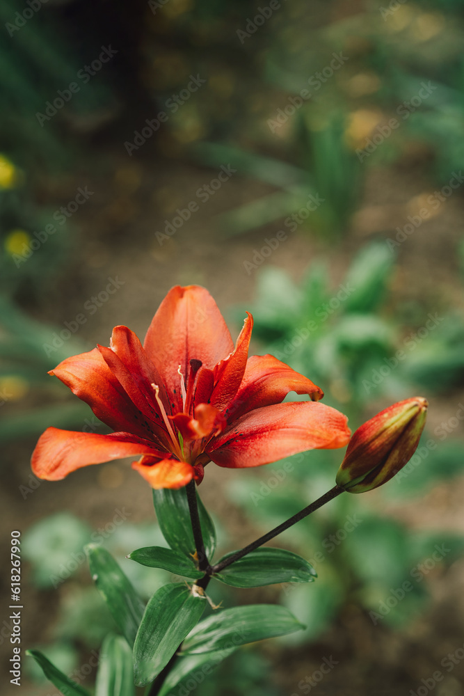 Fototapeta premium Beautiful lily flowers in the garden. Close-up