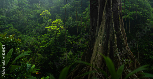 Big tree in the rainforest © quickshooting
