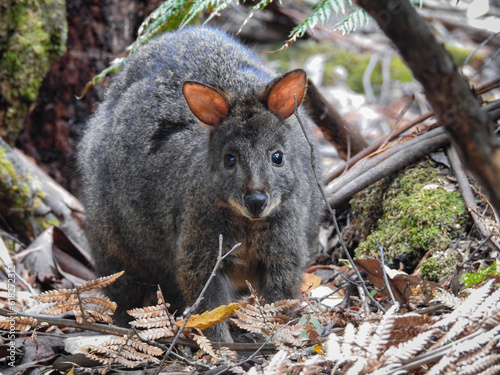 Tasmanian Pademelon in Mt Field National Park