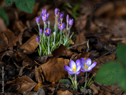 Crocus versus / Krokus - Blumen Art