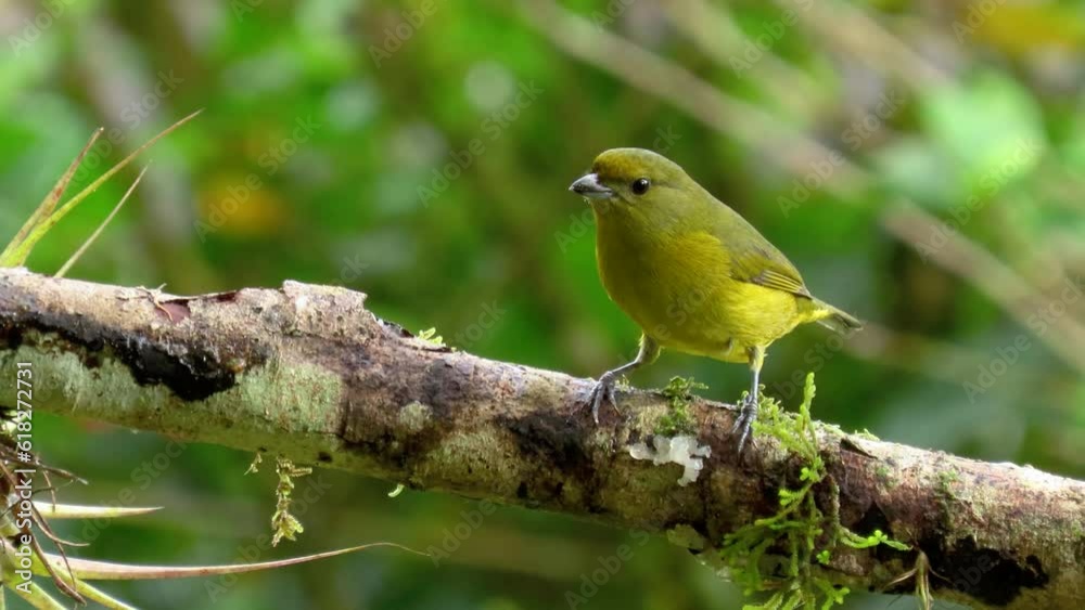 Bird Close up. The violaceous euphonia female (Euphonia violacea). Bird Close up. The violaceous euphonia female (Euphonia violacea).