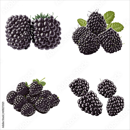 Beautiful Blackberry vector in solid background,  illustration