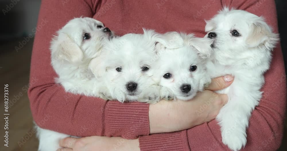 Close up of four puppy dogs held in a woman's arms. The puppy is very floppy and adorable. Four cute little Maltese puppies. Close up of four puppy dogs held in a woman's arms. The puppy is very floppy and adorable. Four cute little Maltese puppies.