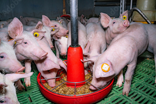 Ferkelfütterung - Ferkel umzingeln den Futtertrog .