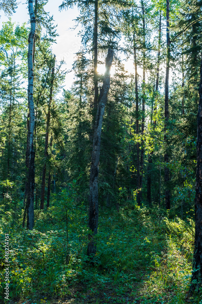 Nature background, forest glimmers with morning sunlight