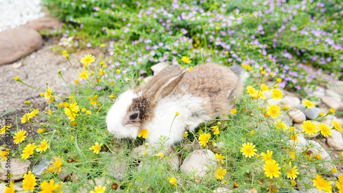 Young rabbit on green grassin nature. Little bunny plays in lawn with fun.a photo