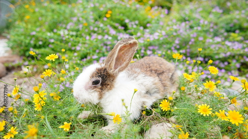 Young rabbit on green grassin nature. Little bunny plays in lawn with fun.a photo