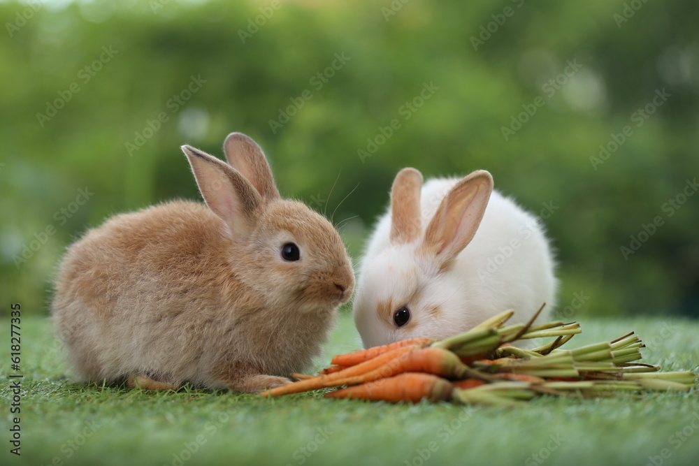 Cute little rabbit on green grass with natural bokeh as background during spring. Young adorable bunny playing in garden. Lovely pet at park with baby carrot as food. Cute little rabbit on green grass with natural bokeh as background during spring. Young adorable bunny playing in garden. Lovely pet at park with baby carrot as food.