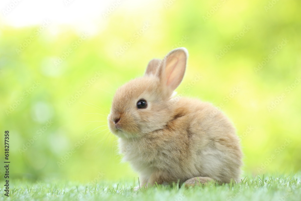 Cute little rabbit on green grass with natural bokeh as background during spring. Young adorable bunny playing in garden. Lovrely pet at park Cute little rabbit on green grass with natural bokeh as background during spring. Young adorable bunny playing in garden. Lovrely pet at park