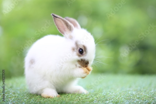 Cute little rabbit on green grass with natural bokeh as background during spring. Young adorable bunny playing in garden. Lovrely pet at park