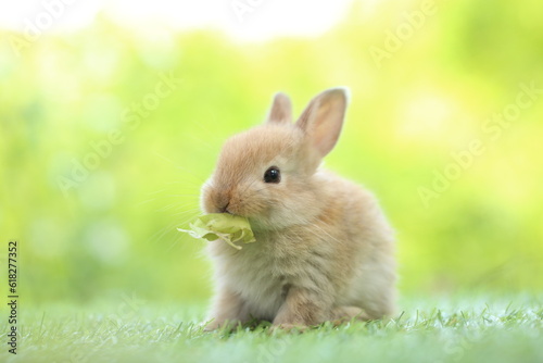Papier peint Cute little rabbit on green grass with natural bokeh as background during spring