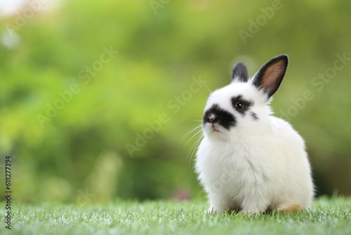 Cute little rabbit on green grass with natural bokeh as background during spring. Young adorable bunny playing in garden. Lovrely pet at park