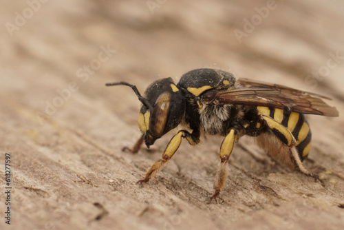 Closeup of a female of the Florentine woolcarder Bee, Anthidium florentinum © Henk